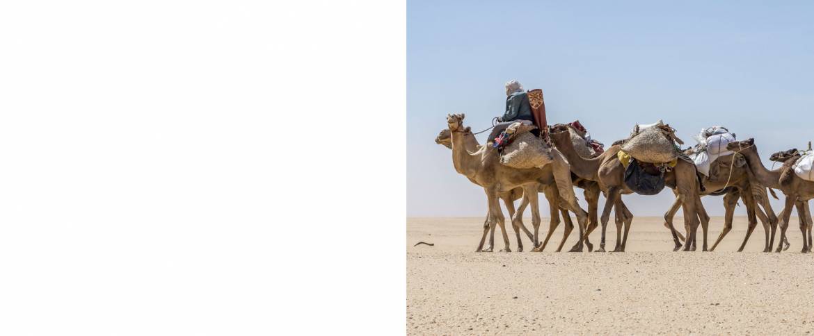 camel_caravan_II.jpg