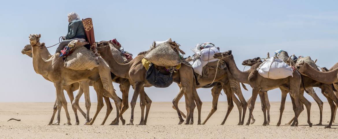 camel_caravan_III.jpg
